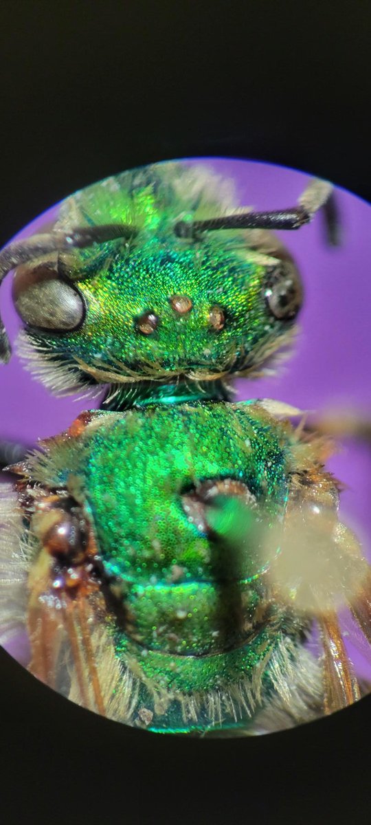 natscience_OIT's tweet photo. We have some interesting Native #Pollinator research happen in #Environmental #science this year. As well as analyzing environmental toxins in pollen collected from our #honeybees. #oit #ortech #Envscience #POCinscience #womeninscience #bees #bumblebee #hustlinowls #ortechnology https://t.co/C2JkoJ6Xlz