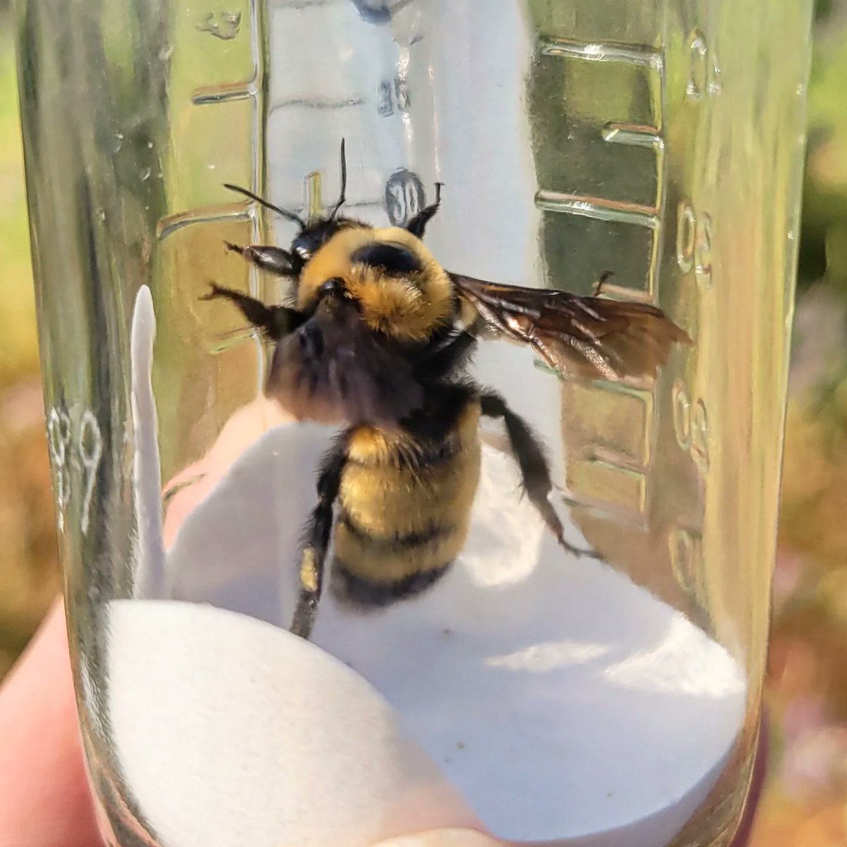 natscience_OIT's tweet photo. We have some interesting Native #Pollinator research happen in #Environmental #science this year. As well as analyzing environmental toxins in pollen collected from our #honeybees. #oit #ortech #Envscience #POCinscience #womeninscience #bees #bumblebee #hustlinowls #ortechnology https://t.co/C2JkoJ6Xlz