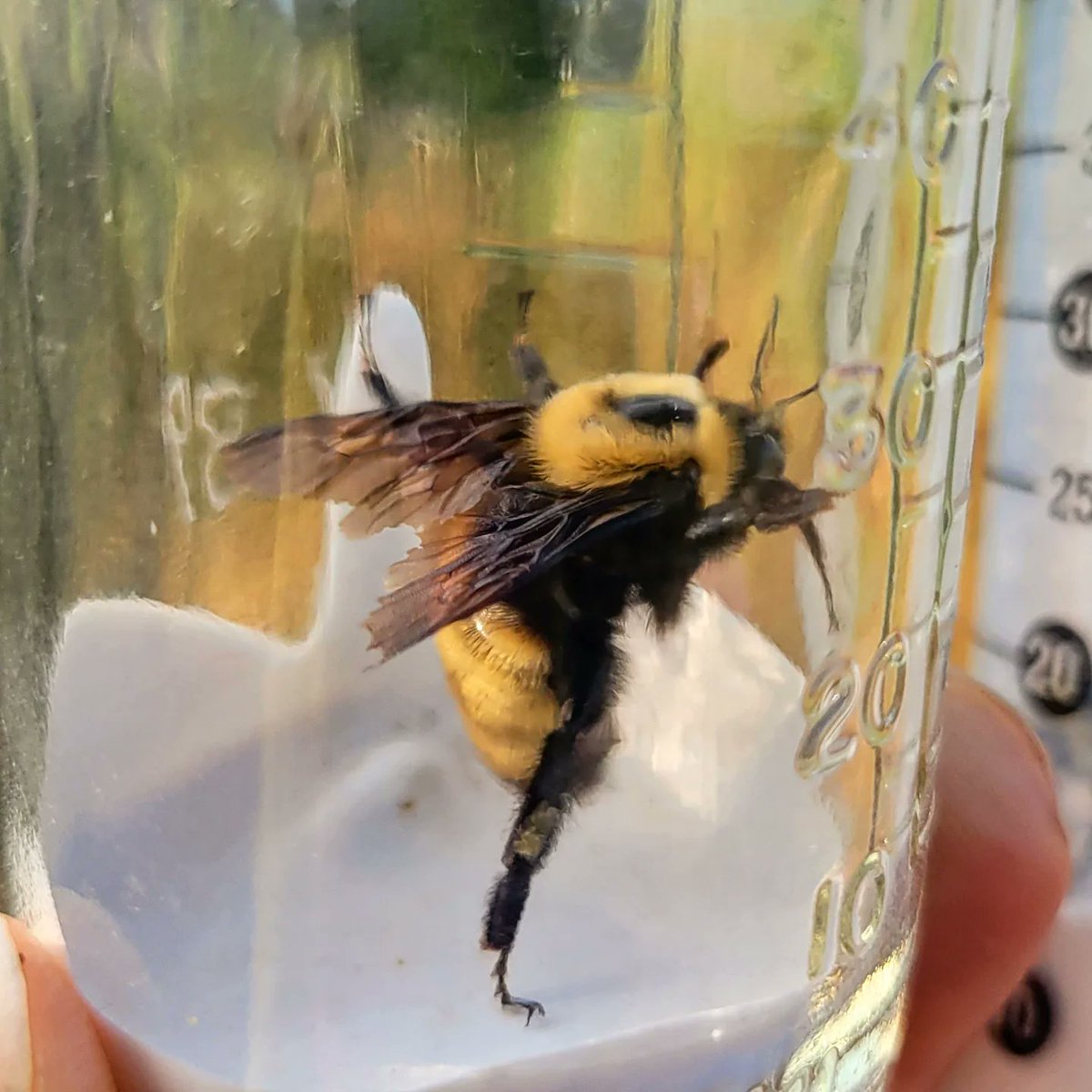 natscience_OIT's tweet photo. We have some interesting Native #Pollinator research happen in #Environmental #science this year. As well as analyzing environmental toxins in pollen collected from our #honeybees. #oit #ortech #Envscience #POCinscience #womeninscience #bees #bumblebee #hustlinowls #ortechnology https://t.co/C2JkoJ6Xlz