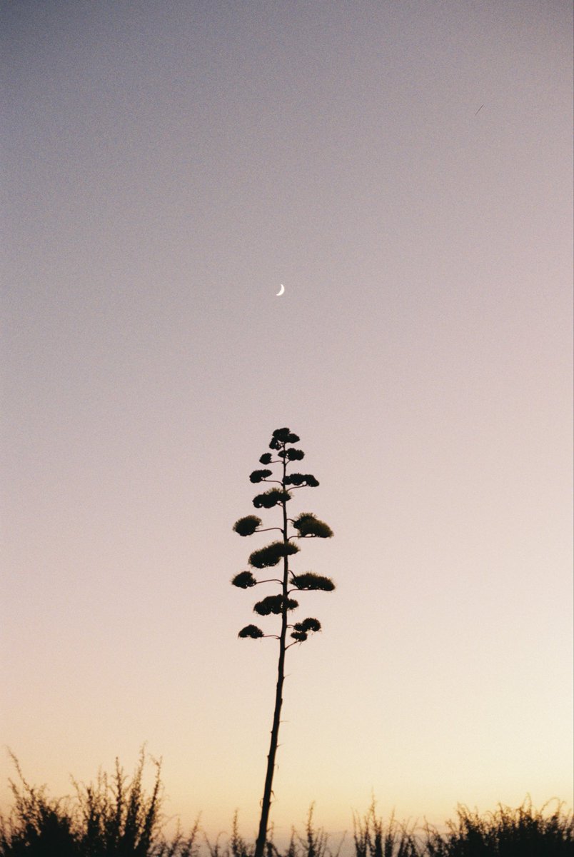 IzzieFarr's tweet photo. 🌙 shot on Kodak Gold 200 https://t.co/JEHgIjvXWp
