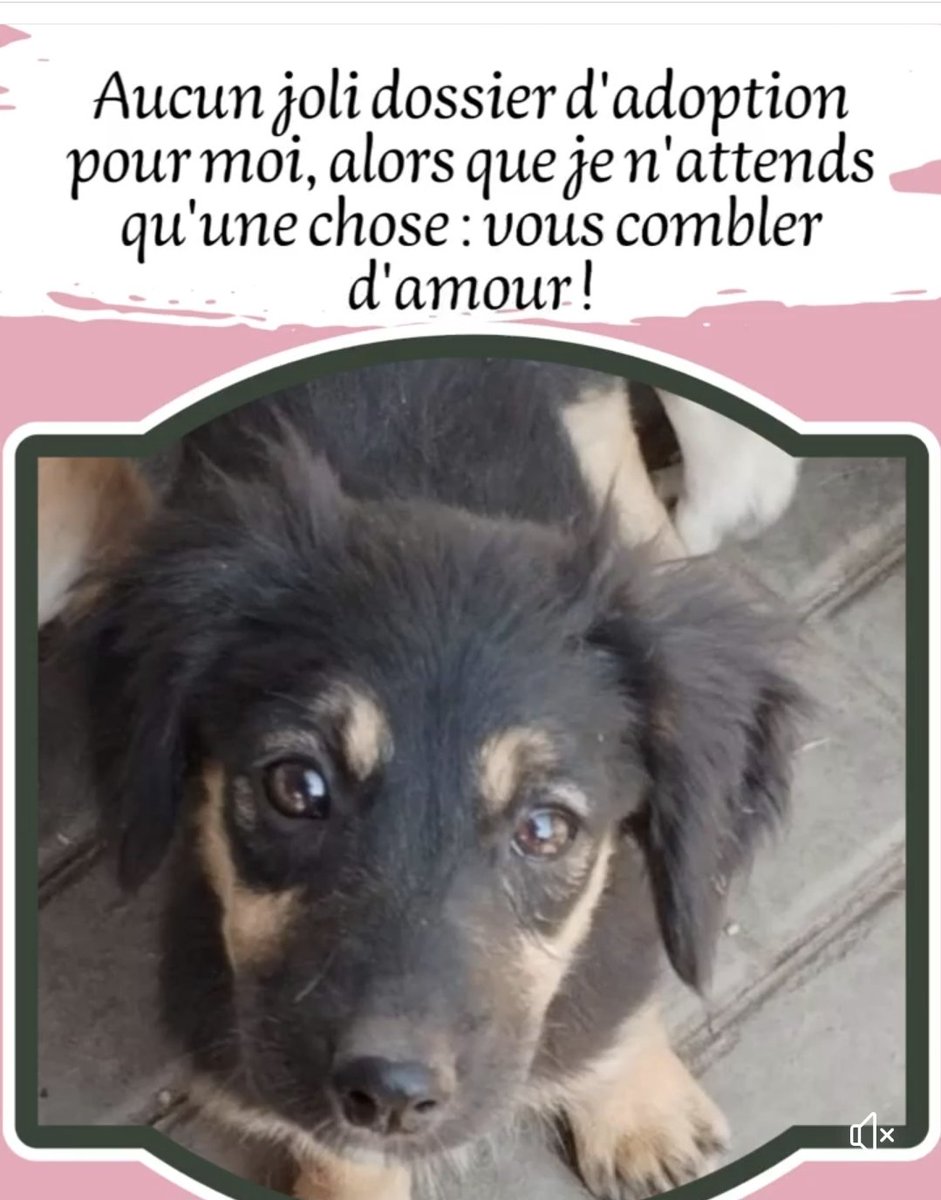 OubliesRoumanie's tweet photo. #adoption #chien #sosdog
🐕 LILOU, petite oubliée née en juin 2022, devrait être de taille moyenne une fois adulte
🏡 Nous lui recherchons une famille prête à s'investir, elle ne connaît pas la vie en maison et aura tout à apprendre 🐶
👉 Pour l'adopter : https://t.co/DrAqJjEn9P https://t.co/gPKsPyBjnt