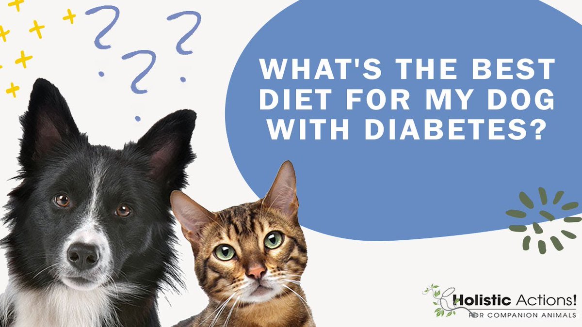 Q: What's the best diet for my dog with diabetes?

Dr. Christina Chambreau answers this frequently asked pet parent question.

youtube.com/watch?v=icdadn…