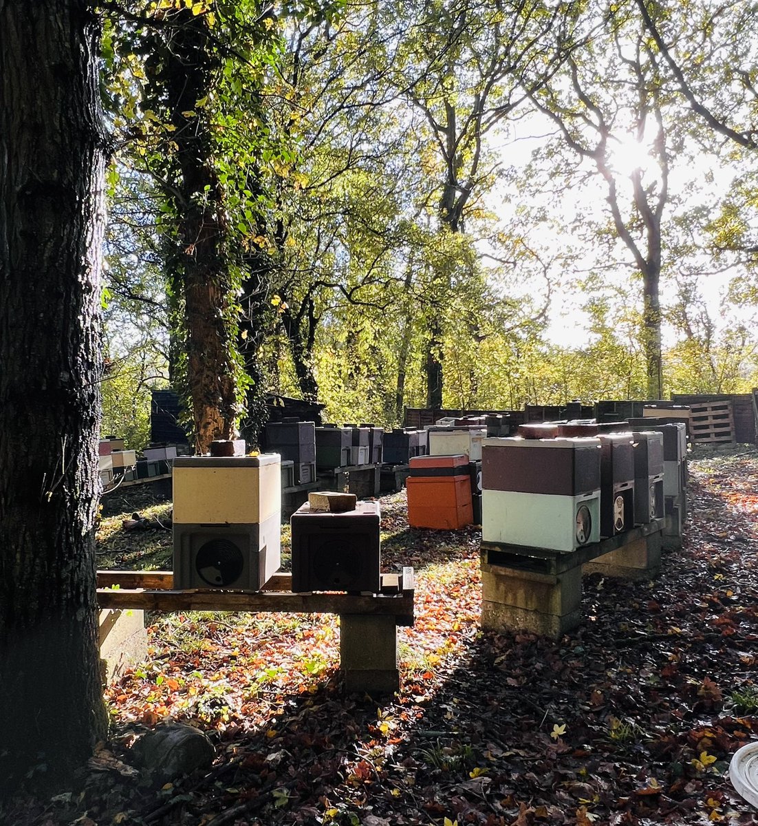 All the autumn jobs completed, all colonies have been treated, fed and are packed for winter. In reality it doesn’t mean much, it’s only a matter of weeks before the winter jobs. Meanwhile we can focus on other tasks such as assembling new frames and cleaning up used equipment.