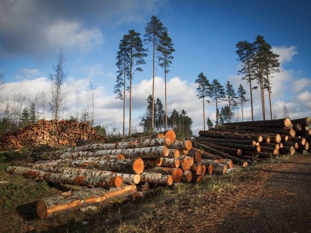 Nas_kate1's tweet photo. A THREAD 🧵 ON DEFORESTATION 🌳🌳

#EvmosOrg #Nature #EVMOS #COSMOS #NFTs $ATOM https://t.co/ESGWm99Wed