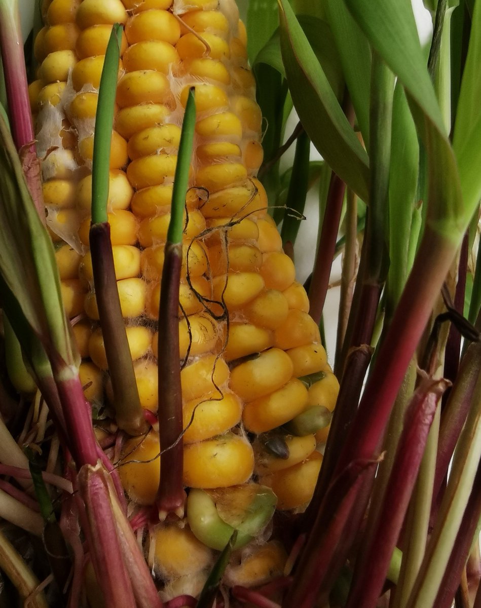 funny_deva's tweet photo. Sprouting corn kernels on the ear. It might even be beautiful.

#corn #maize #sprouting #cornear #corncob #nature https://t.co/6S7keXIn7R