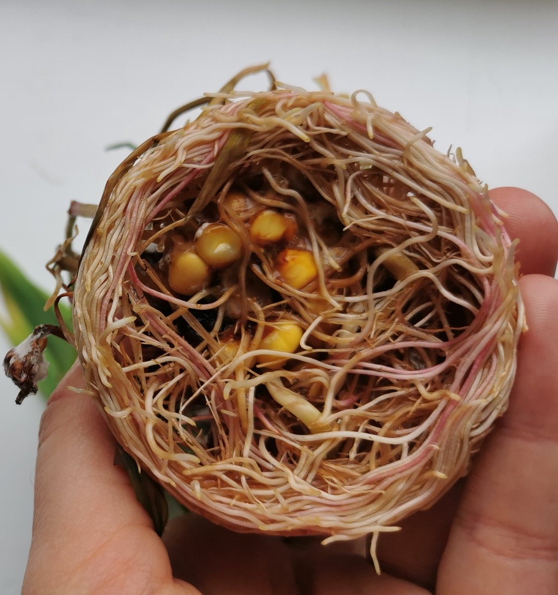funny_deva's tweet photo. Sprouting corn kernels on the ear. It might even be beautiful.

#corn #maize #sprouting #cornear #corncob #nature https://t.co/6S7keXIn7R