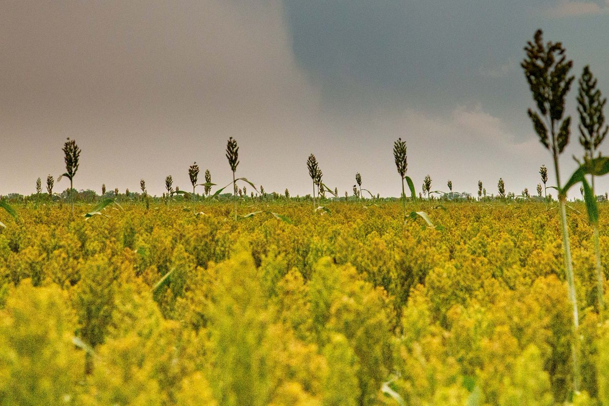 FortHaysState's tweet image. Ken Rahjes and Dr. Grady Dixon will host a day of discussion on the future of agriculture in western Kansas on Monday, November 14, from 9 a.m. until 3 p.m. in the Robbins Center.

Learn more: hubs.ly/Q01rY8SP0