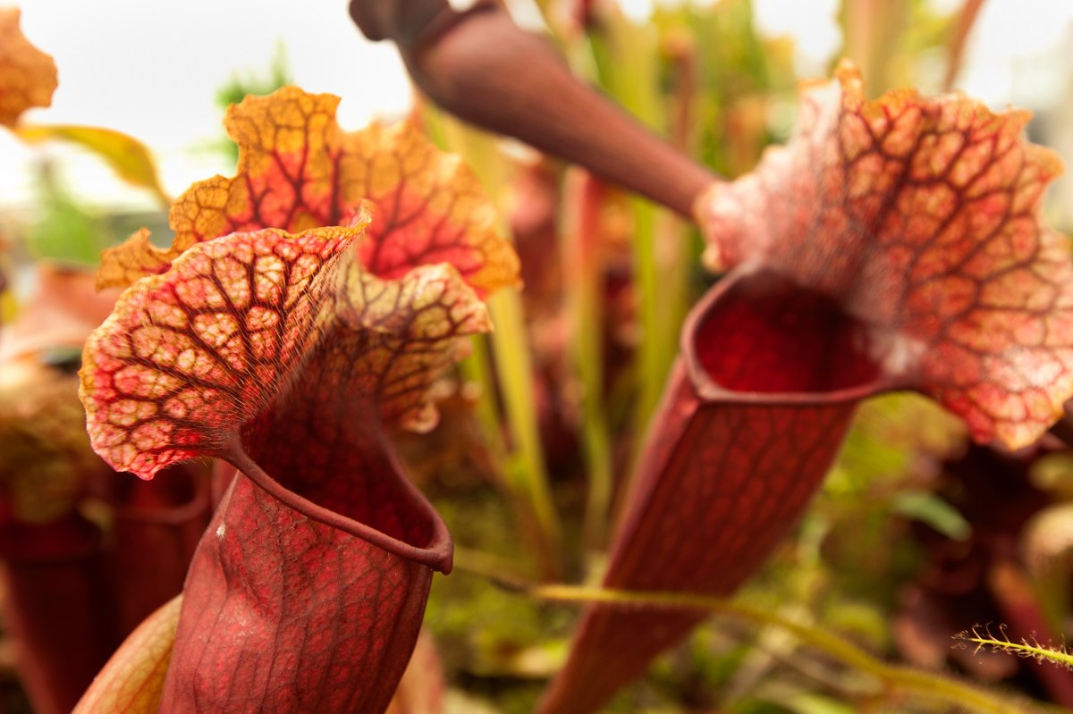 In the greenhouse of the Katherine Esau Science Hall (formerly the Sciences Lab Building), students and staff grow tropical pitcher plants. #Greenhouse #Tropicalplants #Plants