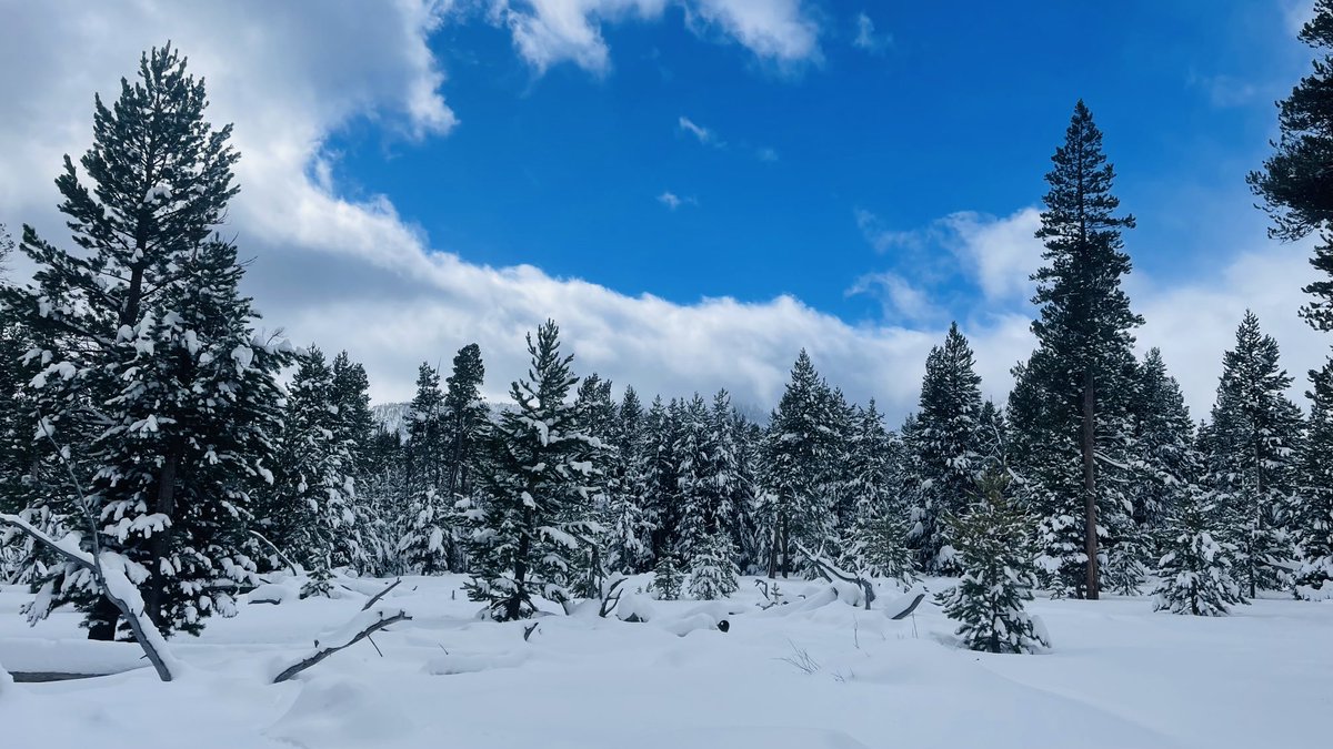 KirkwoodMtnCoop's tweet photo. Out for a mid-morning ski with the #WoofPack… #TrailBlazing
#StokeLevelPinned https://t.co/pOMrVd40CH