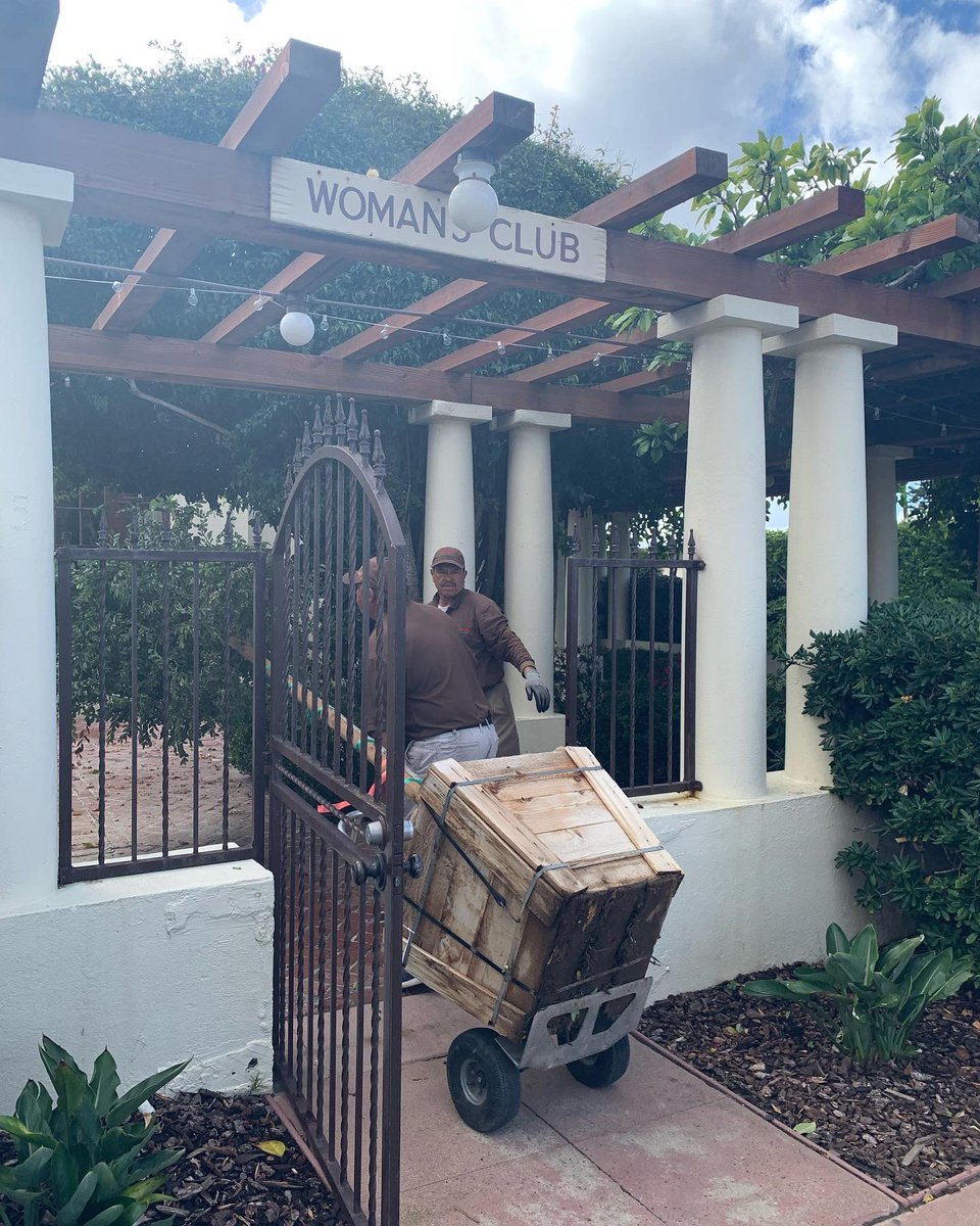 enhancelj's tweet photo. This morning’s arrival of three Chinese Elm trees for planting tomorrow on Silverado Street. https://t.co/k8Z16fRgdg