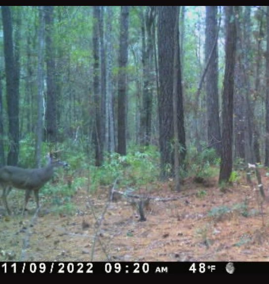 texxtyle's tweet photo. Got a visitor today! #10pointBuck https://t.co/8Z0FG2Q9ls