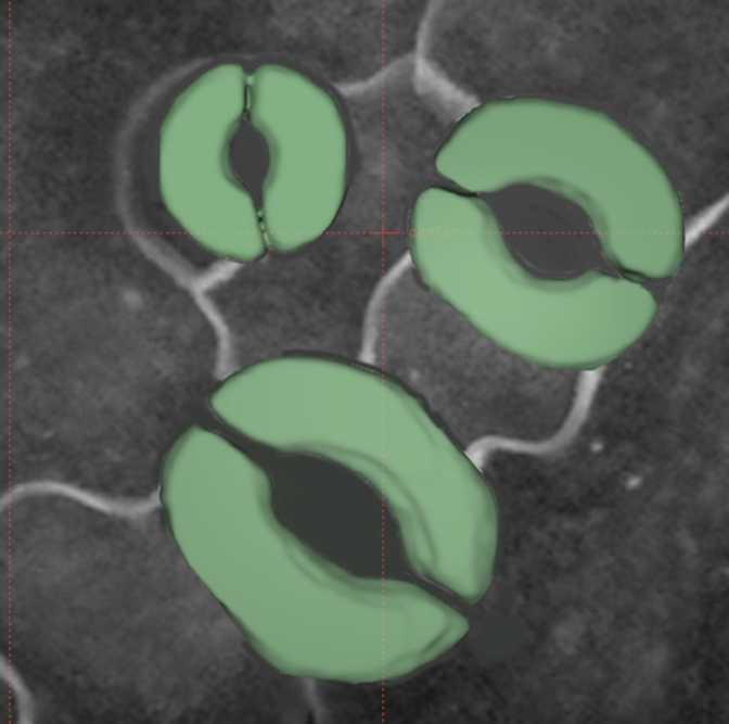 Charlie Anderson (@candersonlab) on Twitter photo We used machine learning to segment stomatal guard cells from 3D confocal data and learned new things about stomatal biomechanics! Great collab with Dolzodmaa Davaasuren, <a href="/ChenYintong/">Yintong Chen</a>, <a href="/leilaJfr/">Leila Jaafar</a>, Rayna Marshall, Angelica Dunham, and James Z. Wang! cell.com/patterns/fullt… We used machine learning to segment stomatal guard cells from 3D confocal data and learned new things about stomatal biomechanics! Great collab with Dolzodmaa Davaasuren, <a href="/ChenYintong/">Yintong Chen</a>, <a href="/leilaJfr/">Leila Jaafar</a>, Rayna Marshall, Angelica Dunham, and James Z. Wang! cell.com/patterns/fullt…