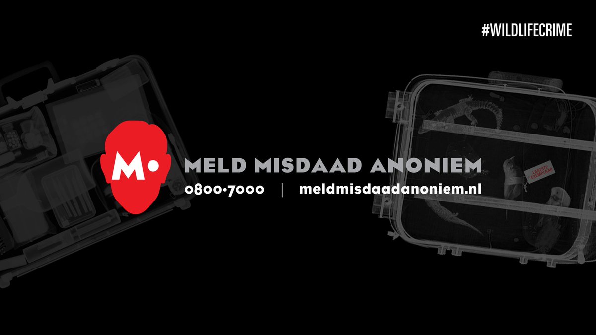 Ook in Nederland komen beschermde dieren bij liefhebbers of als product in de woonkamer. Op papier lijken de dieren legaal gevangen of gefokt, maar in werkelijkheid worden de vergunningen en registraties vervalst. Vermoed jij wildlife crime? Bel M. via ☎️0800-7000