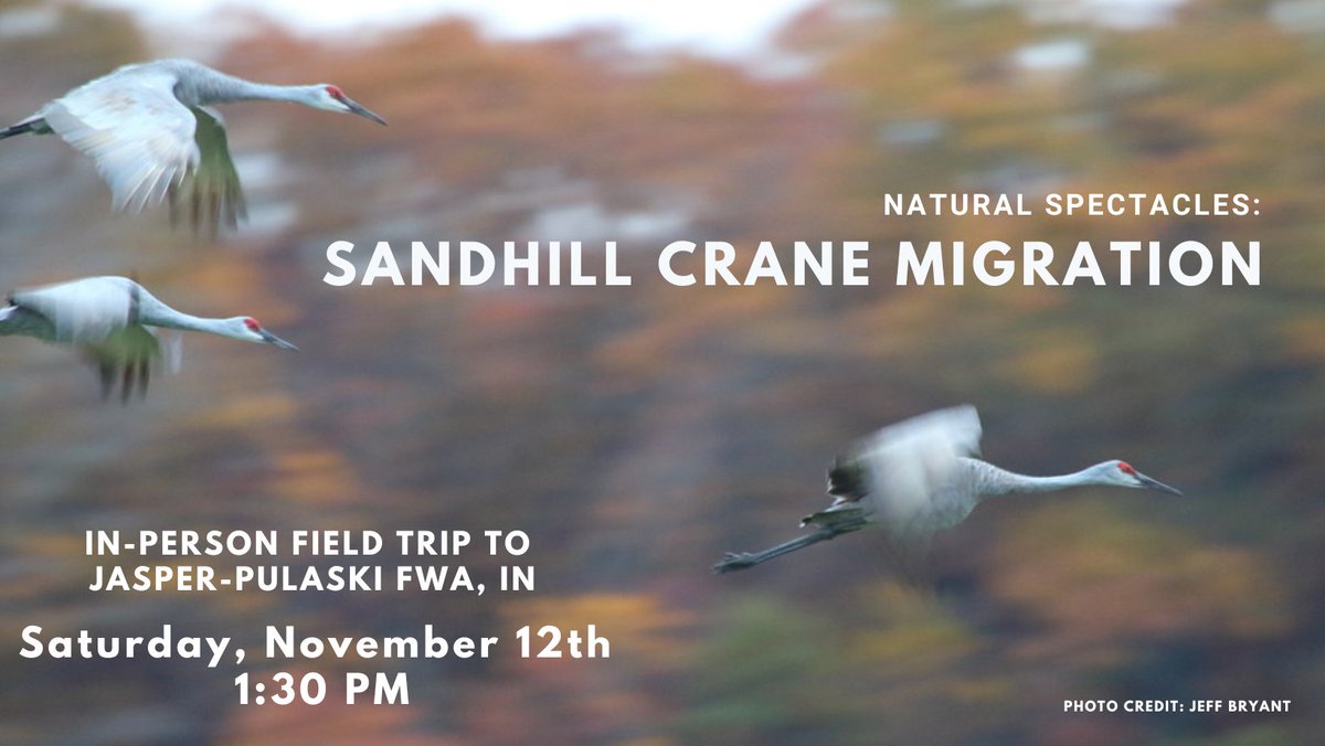 Champaign County Audubon Society tweet media