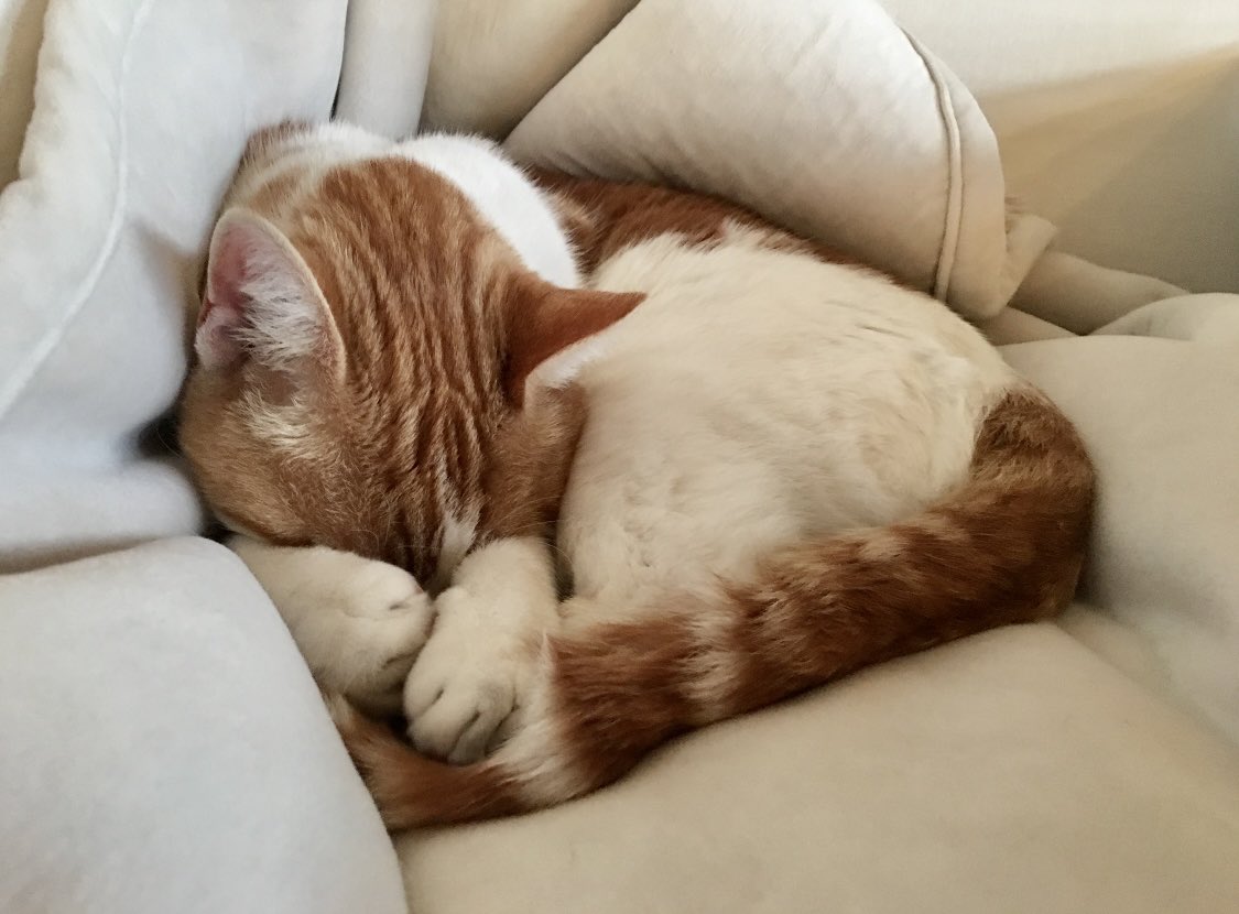 anna escher tweet media