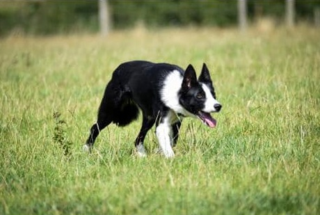 gelert01's tweet photo. #Jet missing 07/11/2022
#Mynydd_Moelyci #Mynydd_Llandegai #LL57 If seen contact : 07789 818186 in the first instance.
Owners Post : https://t.co/xhmXPtqw98...
DogLost : https://t.co/Nqp0yGxucB  @Anthony_Bailey_ @missingdogwales @CarolPoyerPeett @rosiedoc666 @karensarah66 https://t.co/NBM6PC0c76