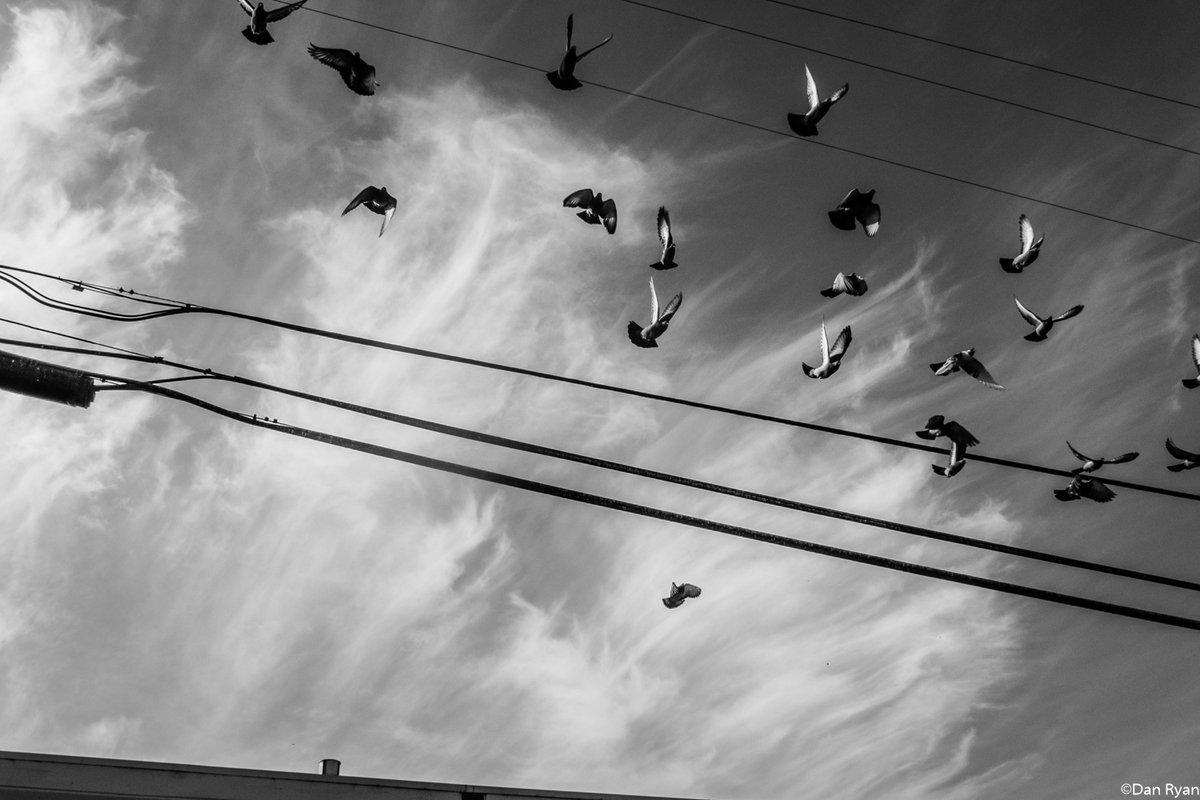 ThatDanRyan's tweet photo. "Birds fly
In the eyes of the faithless daughter..."

(From my forthcoming photo essay #TheMidterms. I take pictures when I'm a poll worker.) https://t.co/Fw6Jbl91UX