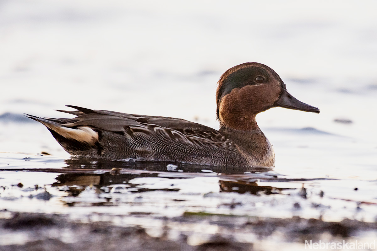 NEGameandParks's tweet photo. Green-winged Teal (Anas carolinensis) in Dawes County.🦆

📷: @NEBland_Haag https://t.co/jv1RfgRIaP