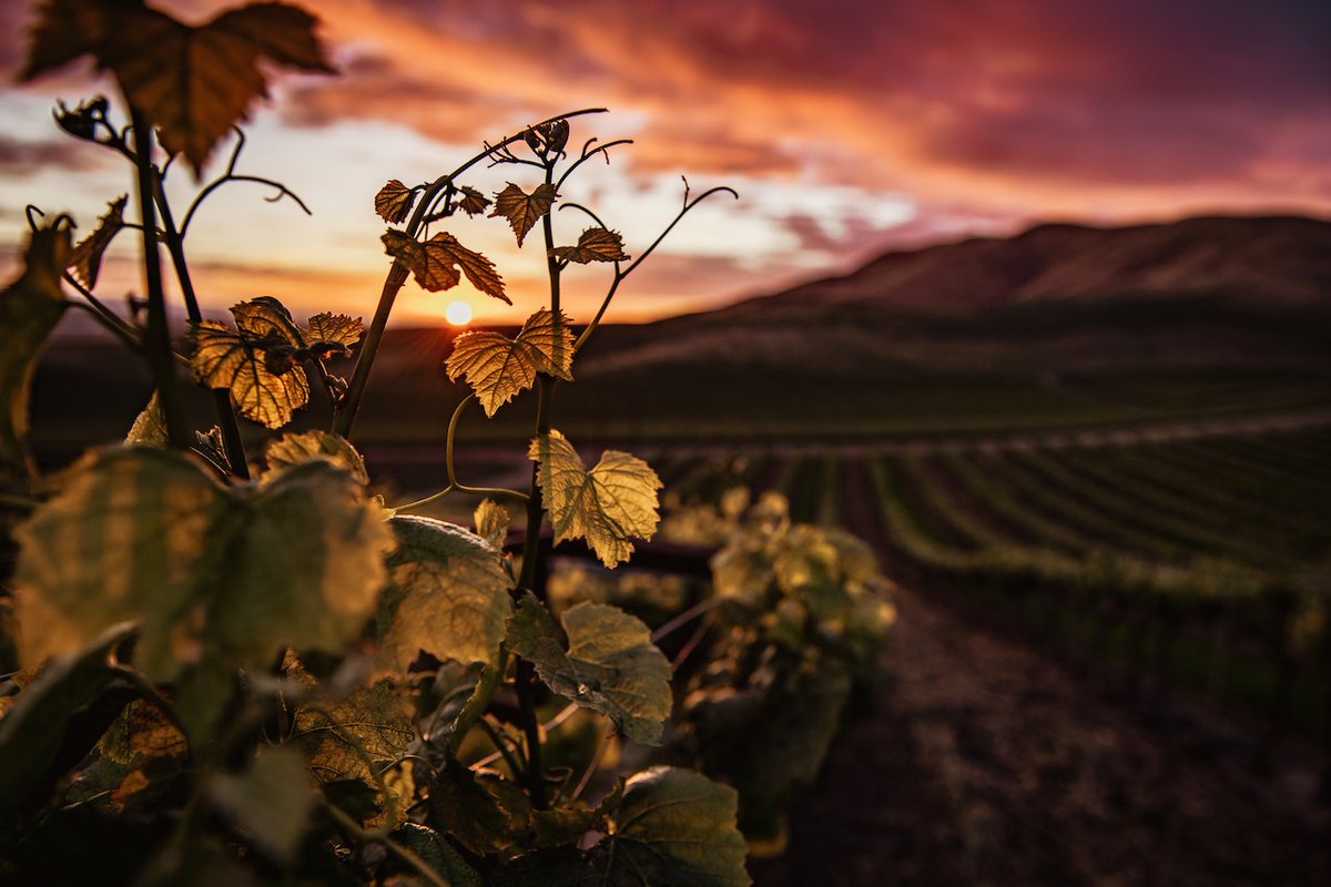 germanwineca's tweet photo. Riesling and Müller-Thurgau (also known as Rivaner) account for a good third of Germany’s total vineyard area. https://t.co/VWeFE0rU8s
