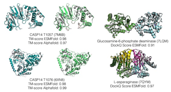 emulenews's tweet photo. #bioRxiv #MetaAI #FAIRTeam Evolutionary-scale prediction of atomic level protein structure with a language model https://t.co/461Wpp1370 "First large-scale structural characterization of metagenomic proteins (more than 617 million structures, with 225 million of high confidence). https://t.co/opSCMrqsNA