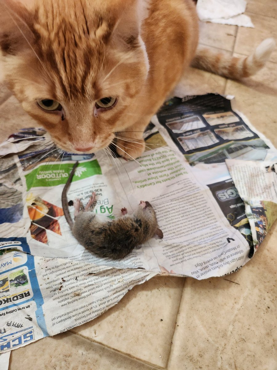 Good kitty.

#GingerKittyArmy