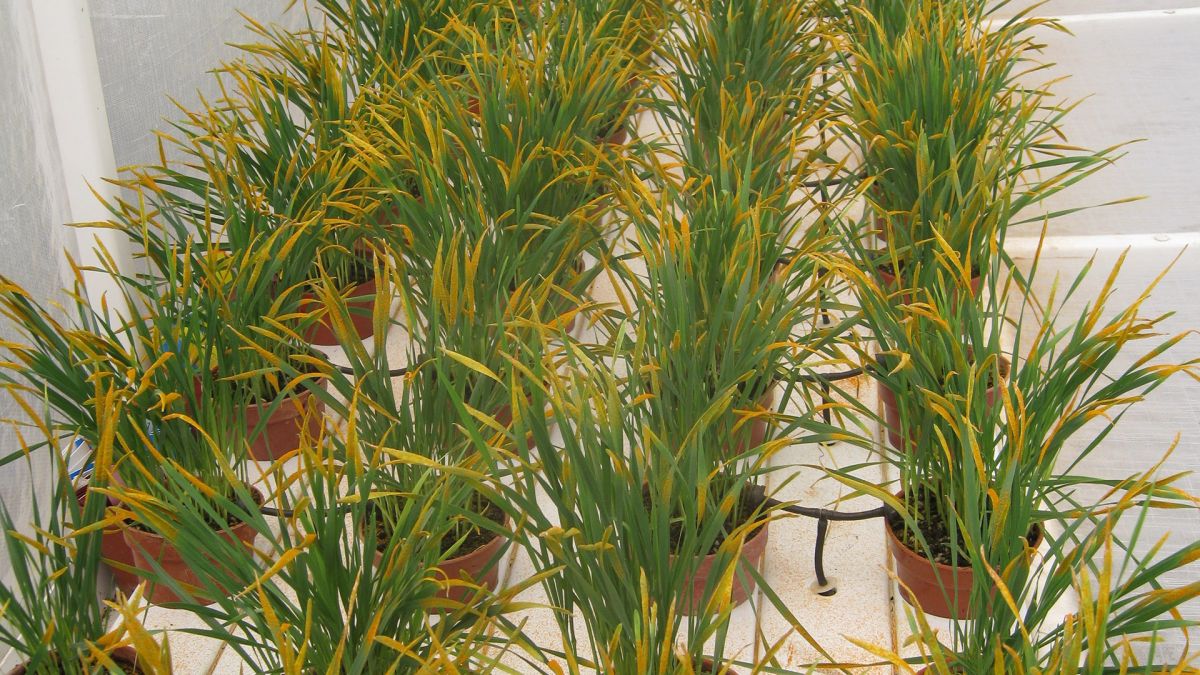 theGRDC's tweet image. Rust control 🚩 

Identifying rust pathotypes and determining their impact on current cereal varieties provides the basis of all rust control efforts, be they genetic-based or chemical-based: bit.ly/3WK1joh

#rustcontrol #cropmanagement #cerealdisease #groundcover