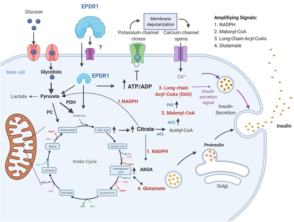 Dr. <a href="/RodriBq/">LUIS RODRIGO CATALDO</a> at <a href="/DiabetesLUDC/">DiabetesLUDC</a> and collaborators propose that EPDR1 is ⬆️ upregulated in #BetaCells of obese subjects to maintain #GlucoseHomeostasis by increasing insulin secretion.
 
#OpenAccess in <a href="/MolMetab/">Molecular Metabolism</a> 📗 
bit.ly/3UE8OLK