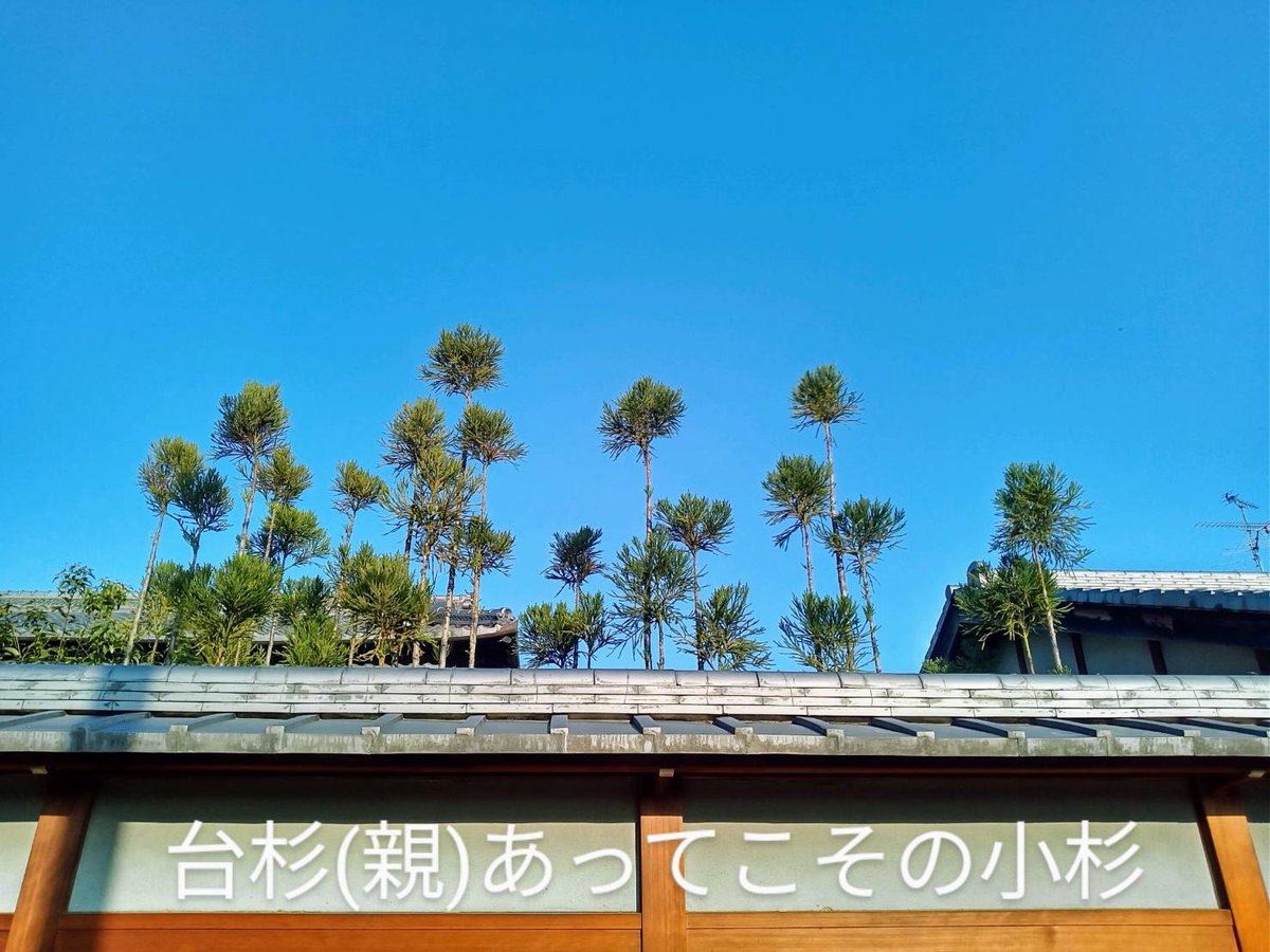 台杉