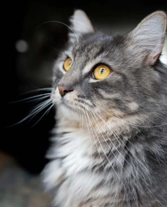 We 💙 Johnny and June's Dealership Companions! Meet some of our adorable customer and employee pets, like Oscar, the 3 year old Lynx mix who is outgoing, affectionate and nosey! See all of our furry friends here: bit.ly/33Wx4jW #SubaruLovesPets