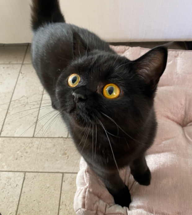 Sykkuno's tweet photo. HAPPY BORTH TO THE BEST CAT SITTER @Kkatamina https://t.co/LuFUdHIAJI