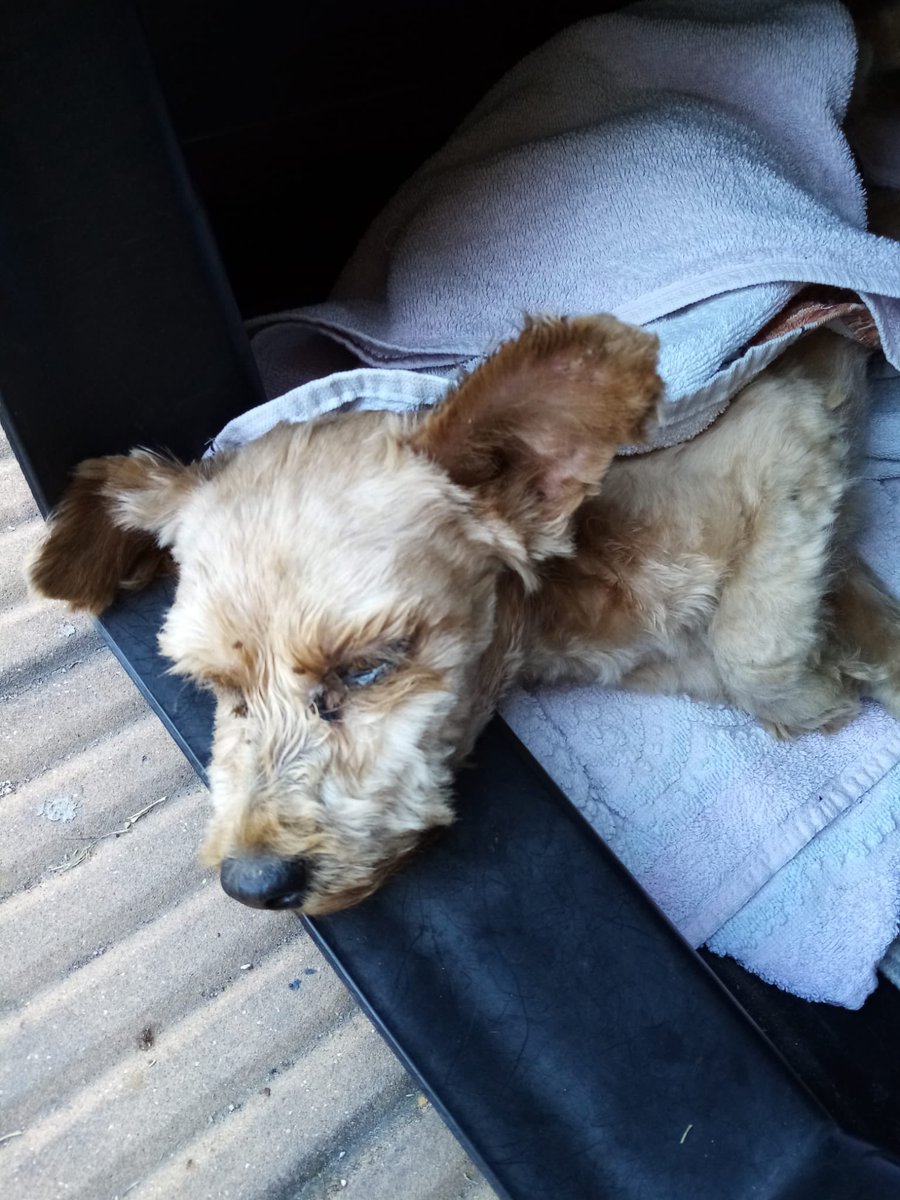 La búsqueda continúa. No pesa más de 6 kilos ni más de 4 años. Ideal para personas que buscan adoptar un Peludito de tamaño pequeño