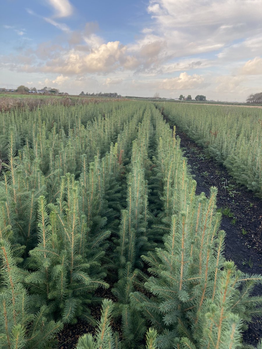 Our 2 year sitka destined for the harvester soon 👌