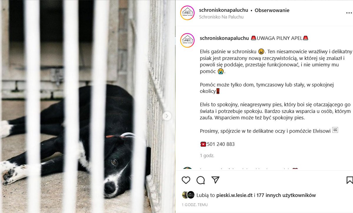 Pilnie poszukiwany dom tymczasowy lub stały. Elvis nie umie żyć w schronisku. Zbyt delikatny, zbyt przestraszony. Gaśnie. 
Dajcie psu RT!