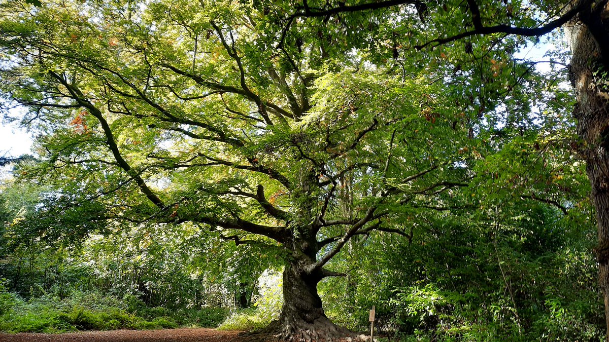 Running Beard 〓〓 tweet media