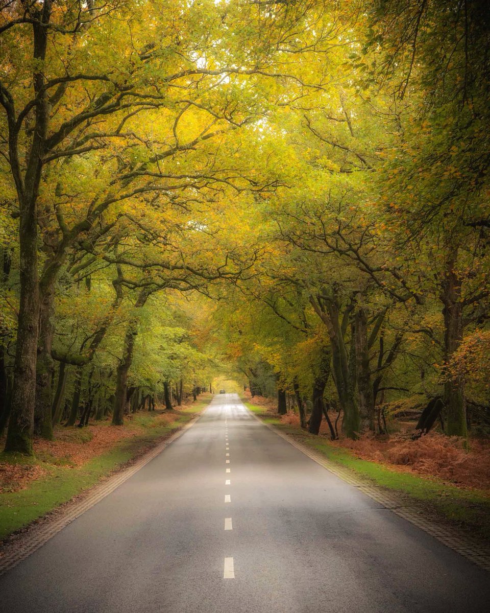 What a privilege to drive on these New Forest roads 💚🍁

Follow #newforestcode 

#newforest #roadawareness #autumn #hampshire #trees #journey