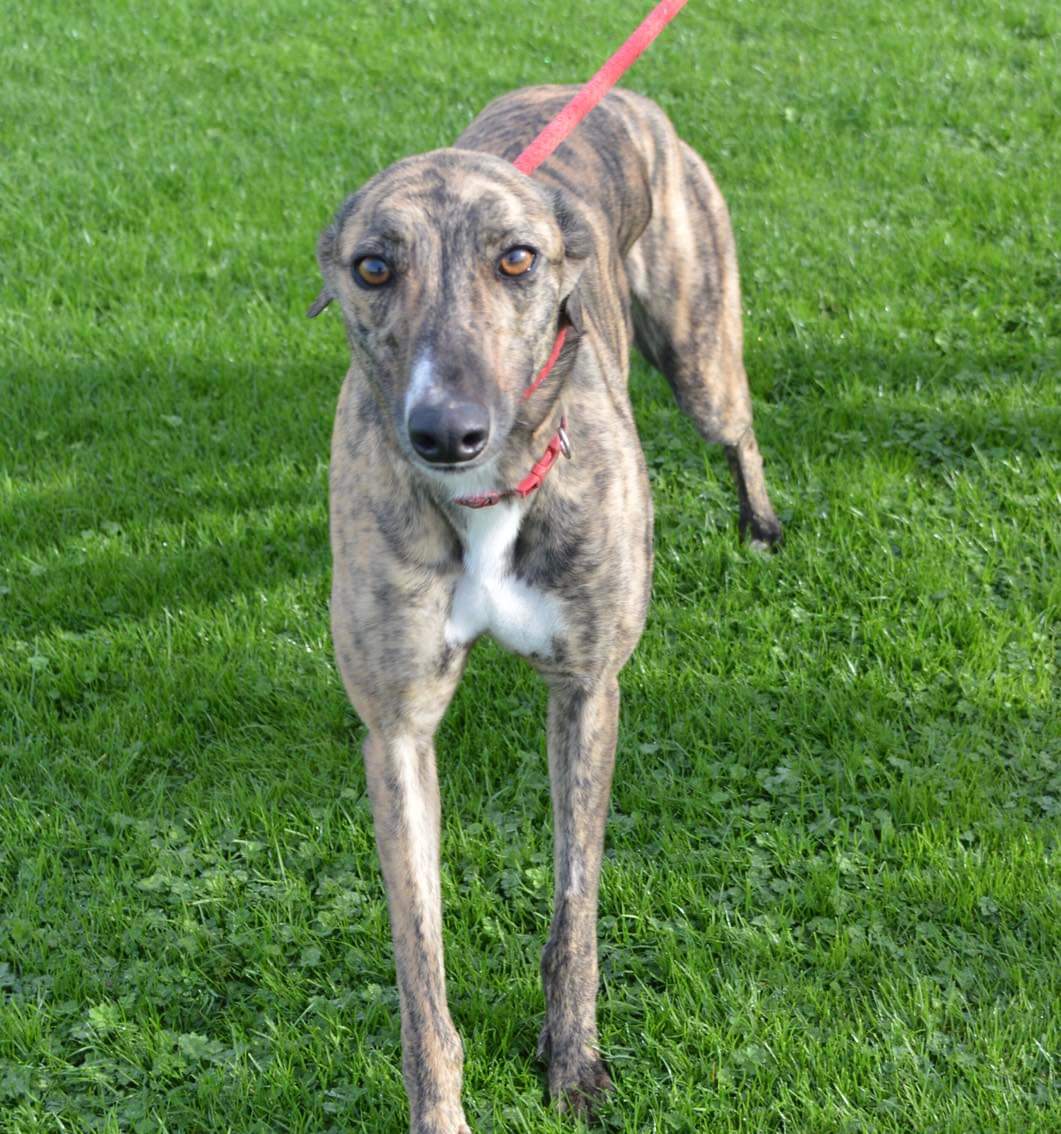 Greyhound Adoption @ Seaside Greyhounds tweet media