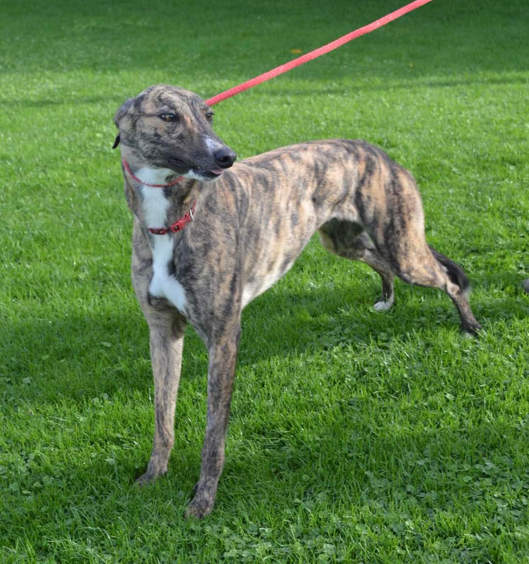 Greyhound Adoption @ Seaside Greyhounds tweet media