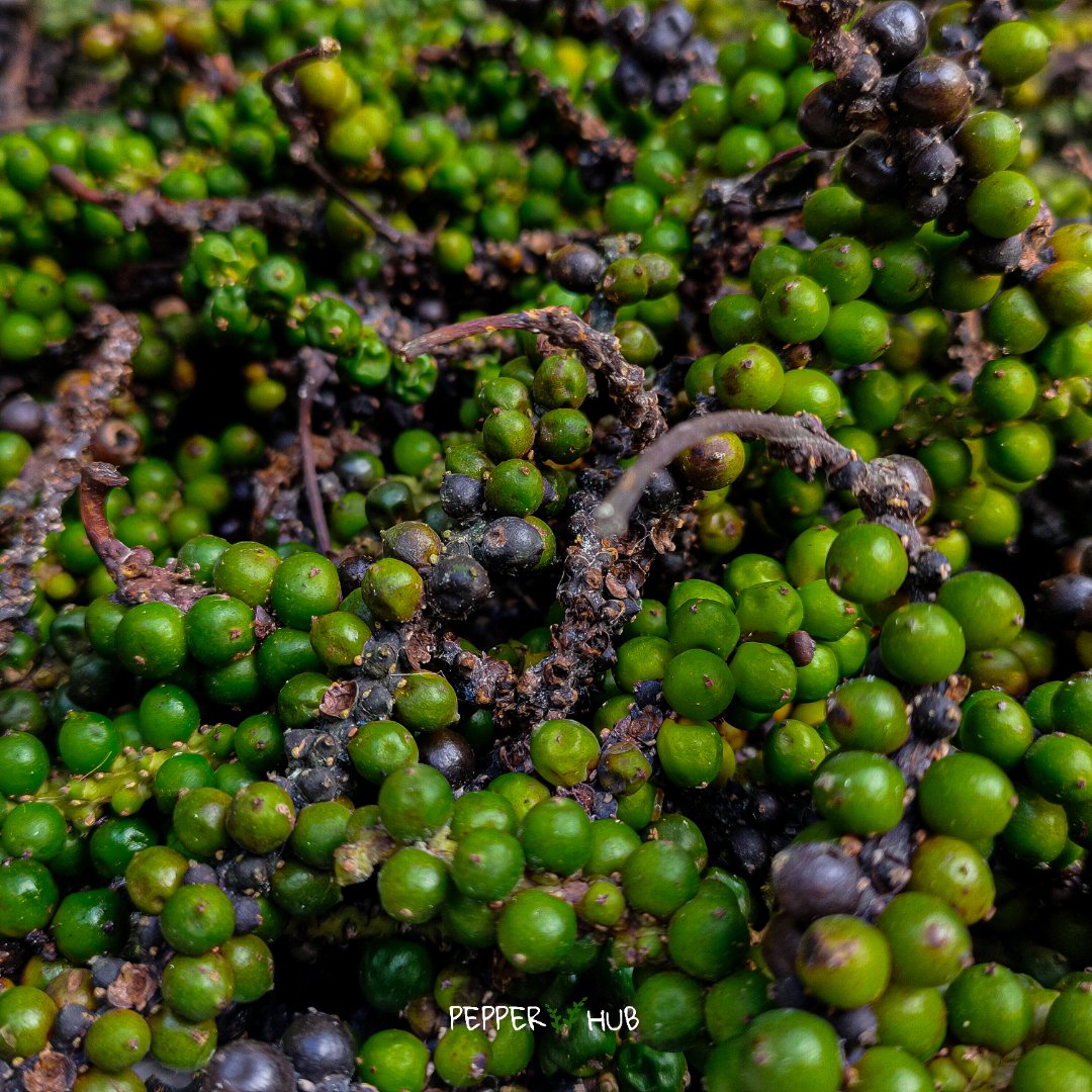 hubpepper's tweet photo. Early harvest of some pepper corns that have grown to full. Mostly black pepper is harvested during December - January time, by the time fruits reach to full maturity after 7-8 months of flowering.
#pepperhub #blackpepper #harvest #blackpeppercultivation #farming #agriculture https://t.co/0TWAPFllYv