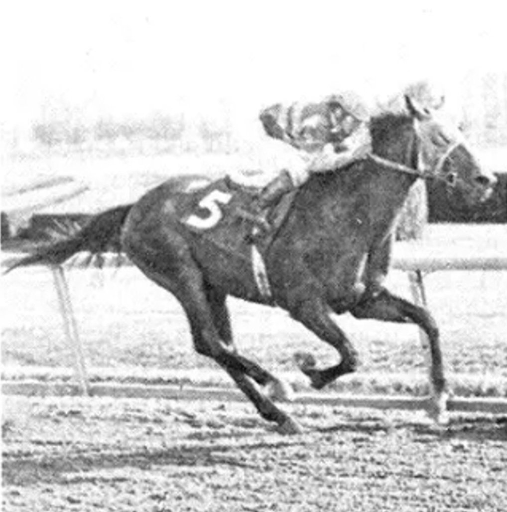 HORSERACING1002's tweet photo. JUDGER 🇺🇸 1971
(DAMASCUS - FACE THE FACTS BY COURT MARTIAL) #Judger
B/ O Claiborne Farm Mar 29, 1971
13-4-3-2------246,271 dls
Blue Grass S G1, Florida Derby G1
2nd Fountain of Youth S G3, Hutcherson S G3
3rd Futurity S G1, Flamingo S G1
Stood at Claiborne farm and Japan🇯🇵 https://t.co/AD4KiwDjyA