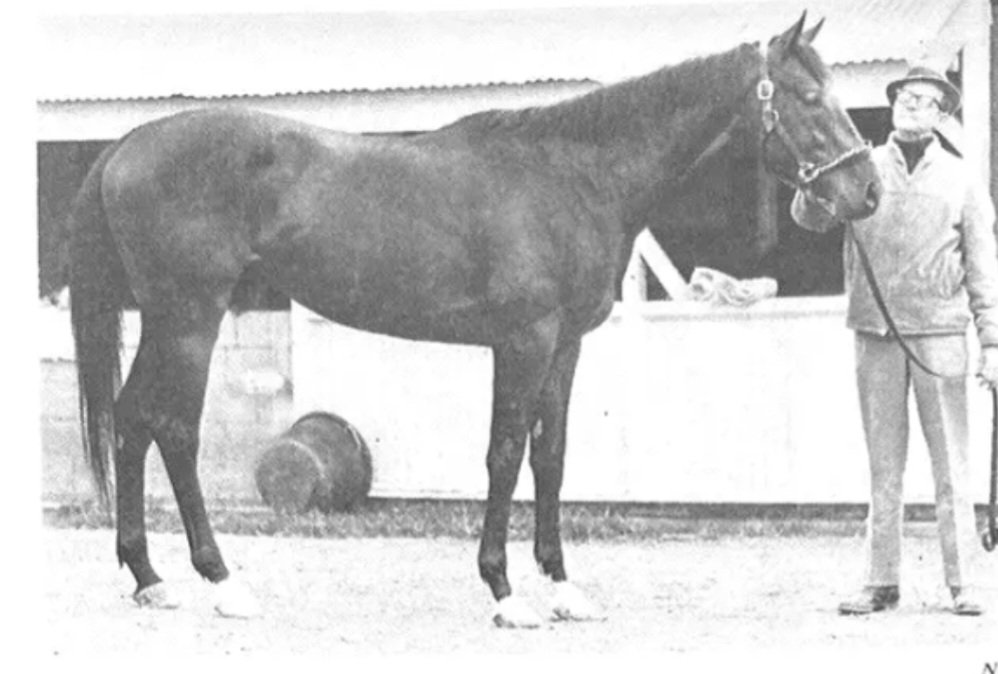 HORSERACING1002's tweet photo. JUDGER 🇺🇸 1971
(DAMASCUS - FACE THE FACTS BY COURT MARTIAL) #Judger
B/ O Claiborne Farm Mar 29, 1971
13-4-3-2------246,271 dls
Blue Grass S G1, Florida Derby G1
2nd Fountain of Youth S G3, Hutcherson S G3
3rd Futurity S G1, Flamingo S G1
Stood at Claiborne farm and Japan🇯🇵 https://t.co/AD4KiwDjyA