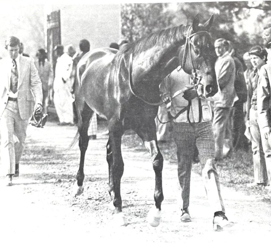 HORSERACING1002's tweet photo. JUDGER 🇺🇸 1971
(DAMASCUS - FACE THE FACTS BY COURT MARTIAL) #Judger
B/ O Claiborne Farm Mar 29, 1971
13-4-3-2------246,271 dls
Blue Grass S G1, Florida Derby G1
2nd Fountain of Youth S G3, Hutcherson S G3
3rd Futurity S G1, Flamingo S G1
Stood at Claiborne farm and Japan🇯🇵 https://t.co/AD4KiwDjyA