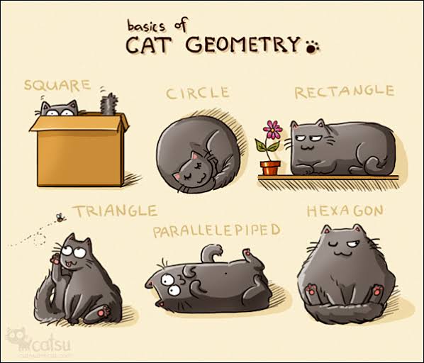 gatoista's tweet photo. Mas vc já experimentou colocar poucos grãos de ração pro seu gato e ver como ele reage? Aí vai dizer que ele não sabe contar?

Talvez o gatinho lá do começo saiba sim matemática básica, talvez não saiba, mas por via das dúvidas, melhor não assumir nada, né?

8/🧶 https://t.co/jDeBAh3w80
