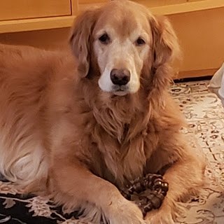 maridascohen tweet media