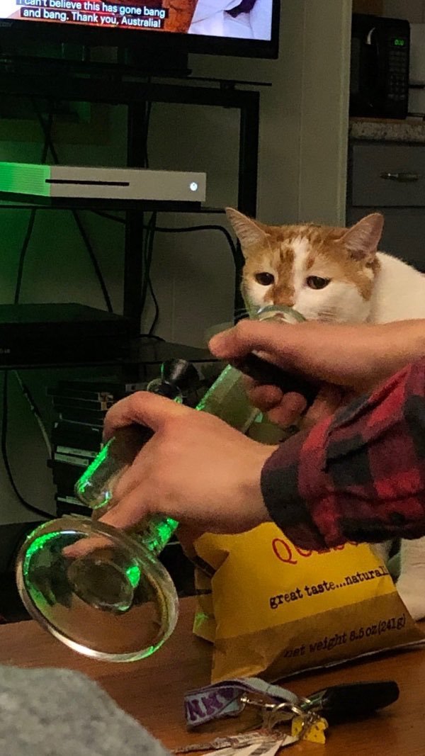 DontShowYourCat's tweet photo. awh heck nawrrr KITTY gettin LITTY https://t.co/f2Sfm7utLu