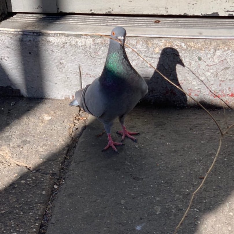 Would you help him make his nest
in exchange for 3 wishes?