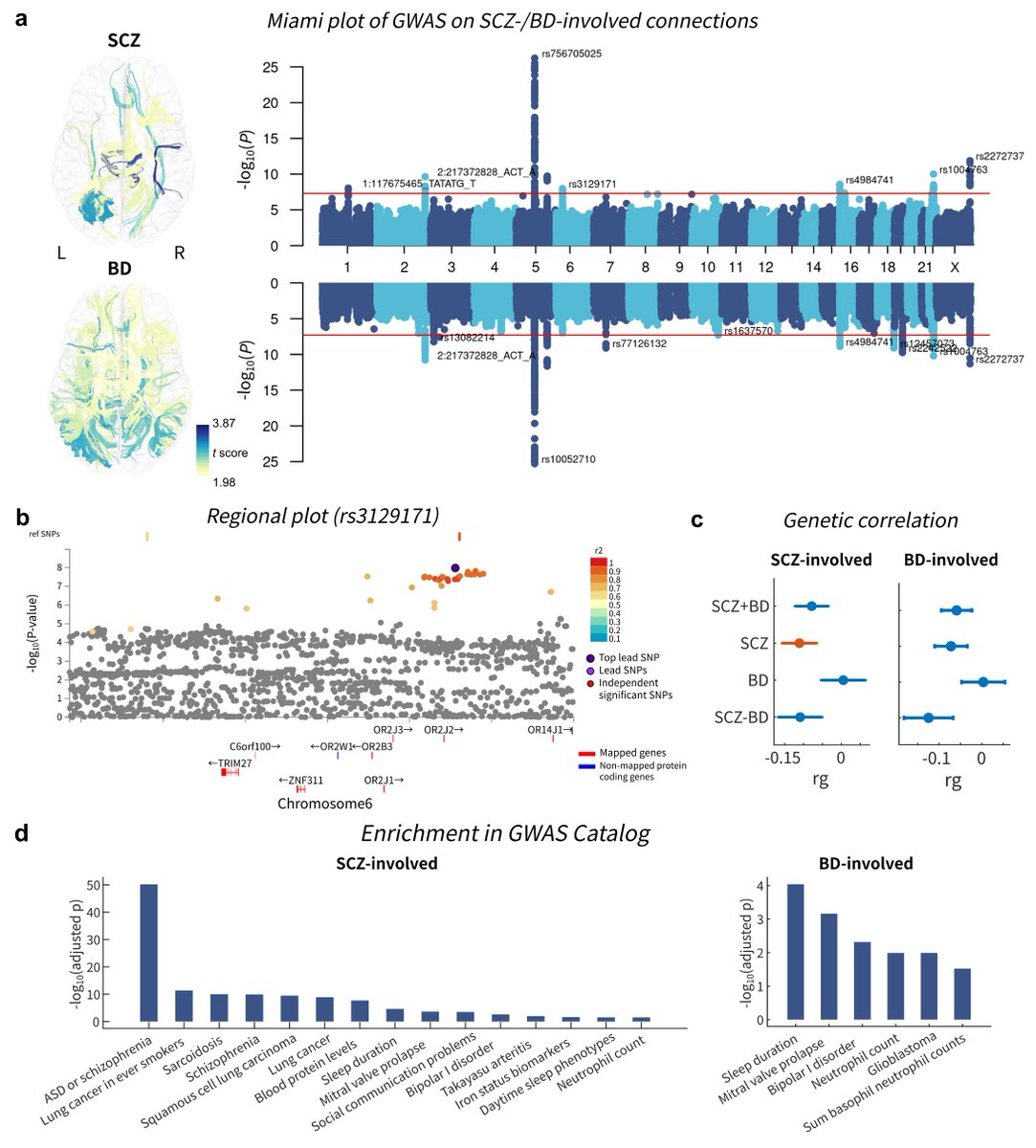 yongbin_wei's tweet photo. 2) we conducted GWAS taking disease-involved circuits as the phenotype of interest and revealed overlapped genes with SCZ and BD. https://t.co/KkWsAhjCBP
