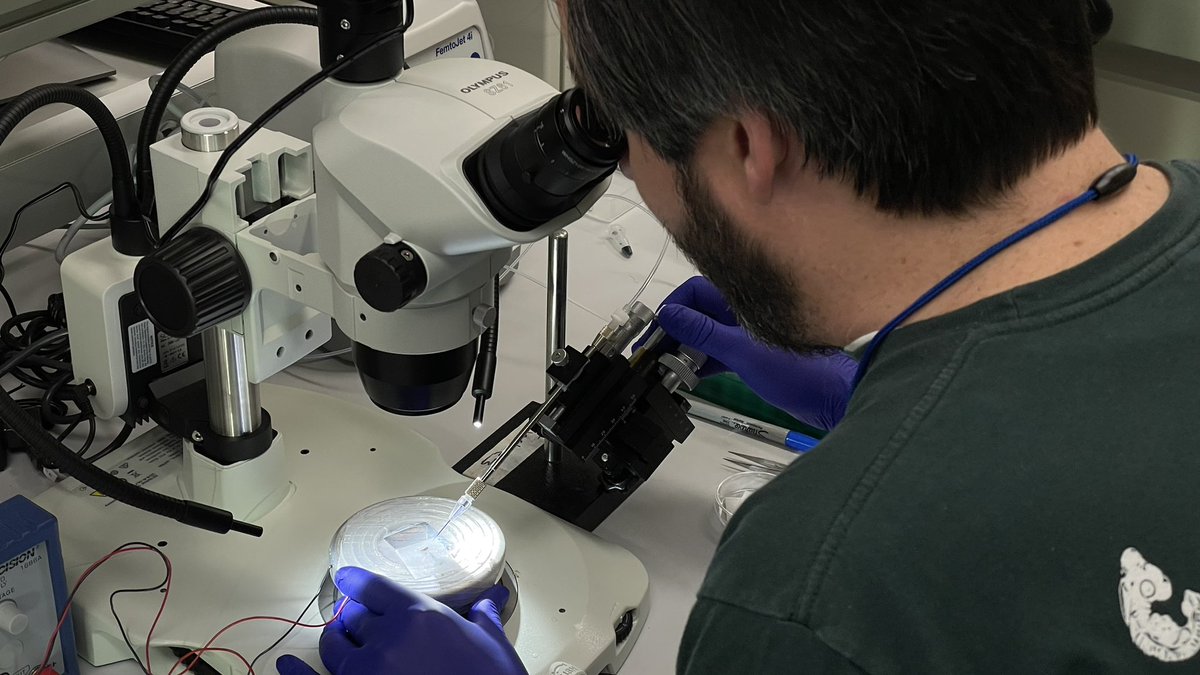 Planaria1's tweet photo. Nearing the tail end of our @NSF  Edge-funded Planarian Transgenesis  workshop, participants are reaping the results of their respective and collective efforts

@ScienceStowers @Stanford https://t.co/012lzMsX8V