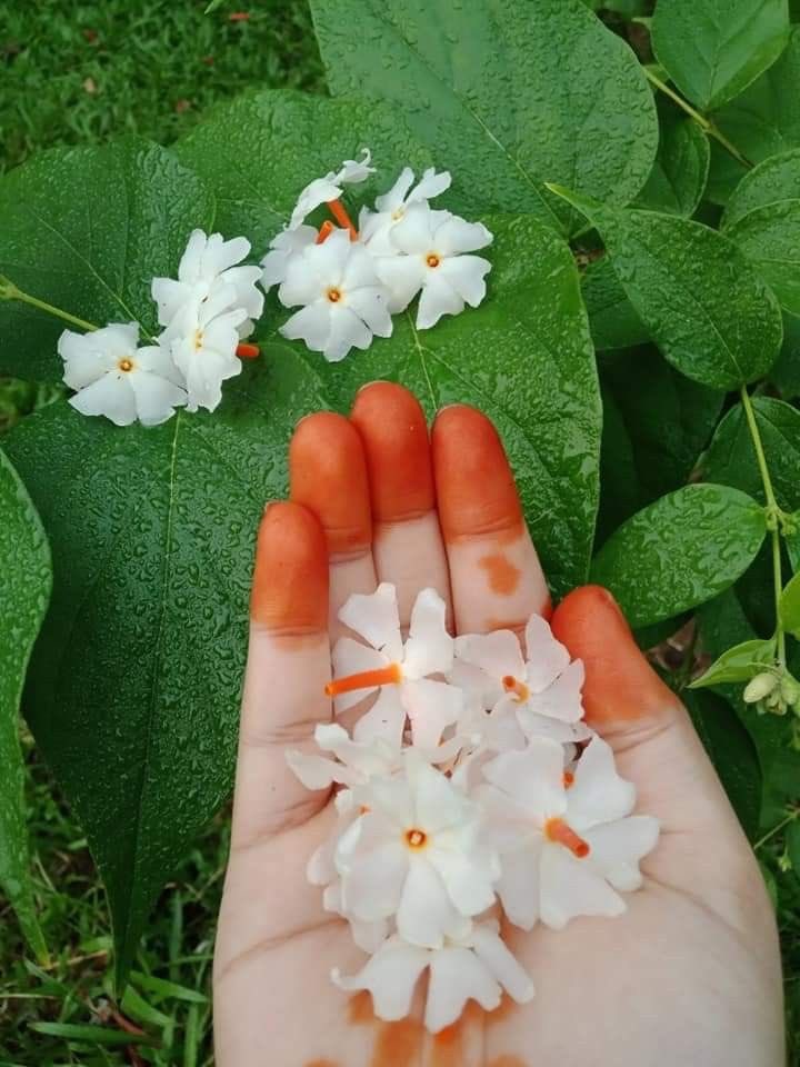 "झूठ और दिखावा कितना भी तेज हो,मंजिल
  तक केवल सच ही पहुंचता है"
Good morning all of you 🌞🌺