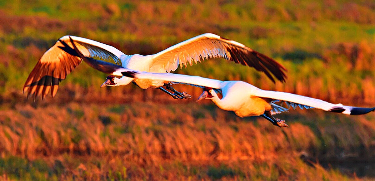 Whooper_Guide's tweet image. #BirdTwitter