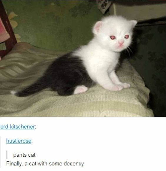 WholesomeMeme's tweet image. 